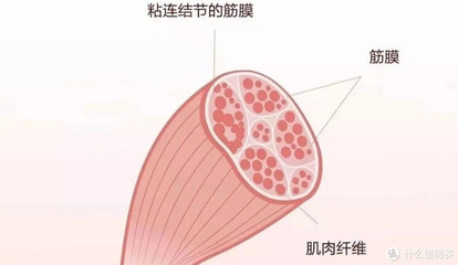 筋膜槍選購(gòu)指南 五款質(zhì)量可靠的爆單產(chǎn)品深度解析